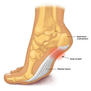 anatomy-foot