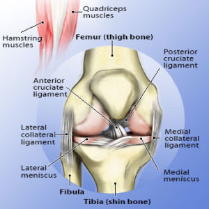 knee-pain-s1-knee-illustration