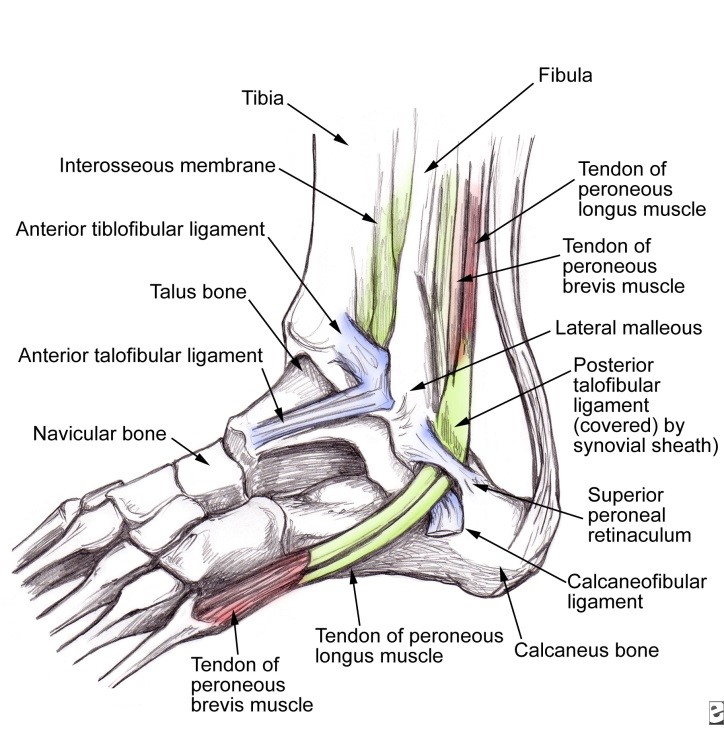 Ankle Tendons Labeled Anatomy Of The Foot And Ankle WTRDQ Ankle Tendons Labeled Anatomy Of The Foot And Ankle WTRDQ
